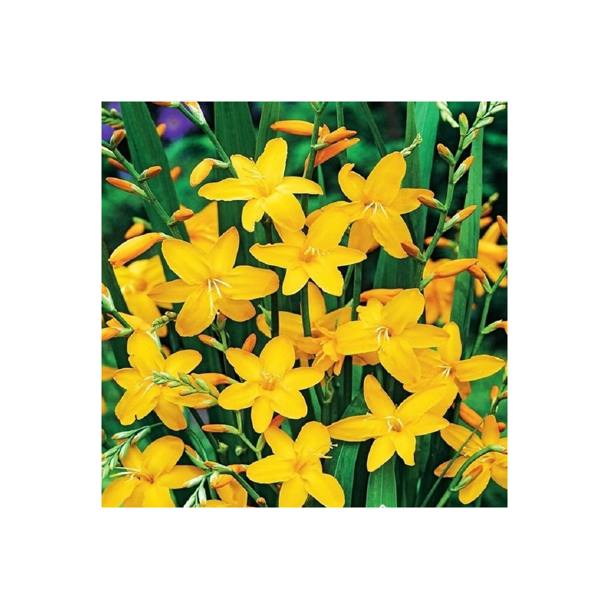 Montbrécie Sonate - Crocosmia - cibuloviny - 4 ks
