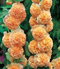 Topolovka oranžová - Alcea - prostokořenné sazenice - 1 ks