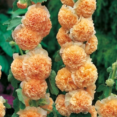 Topolovka oranžová - Alcea - prostokořenné sazenice - 1 ks