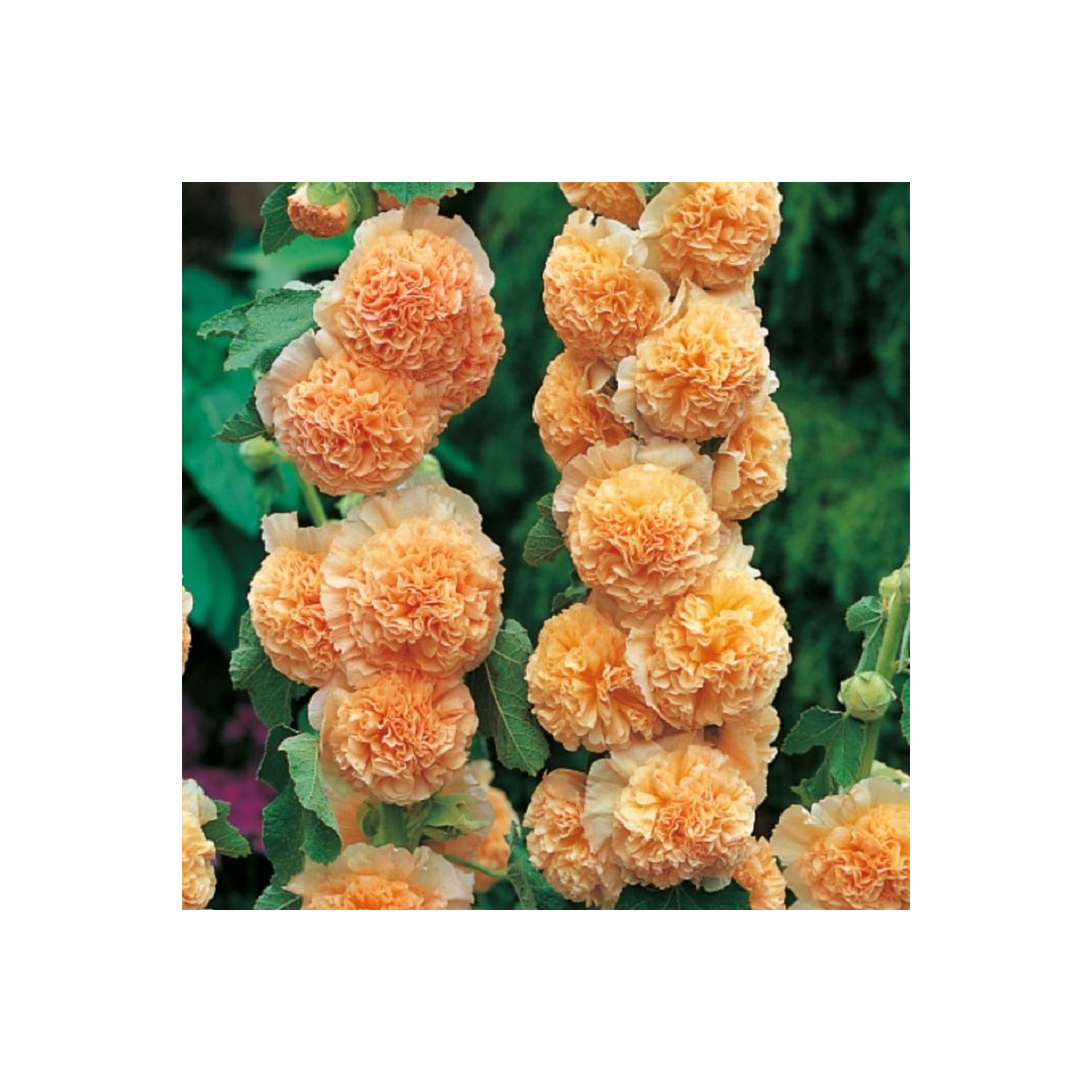 Topolovka oranžová - Alcea - prostokořenné sazenice - 1 ks