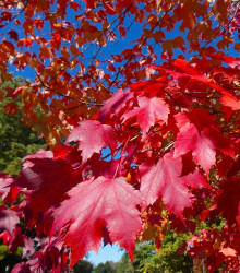 Semena javoru – Javor červený – Acer rubrum