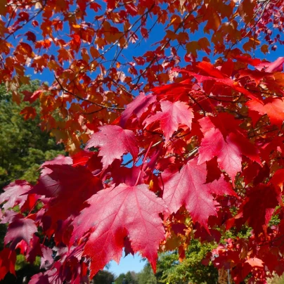 Javor červený - Acer rubrum - semena - 5 ks