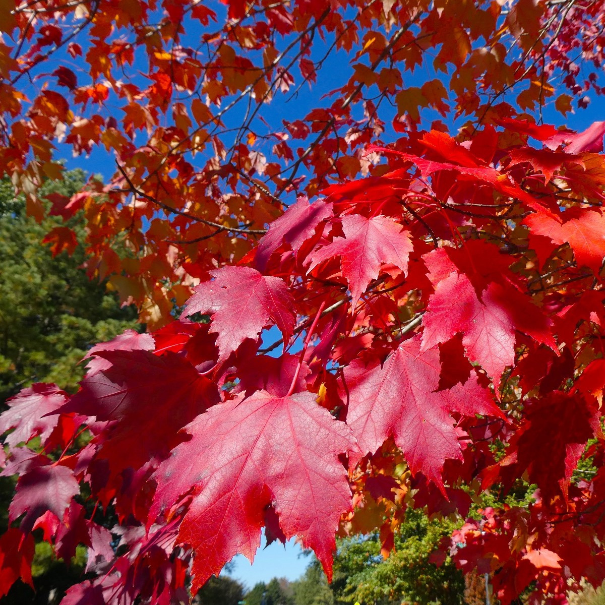 Javor červený - Acer rubrum - semena - 5 ks