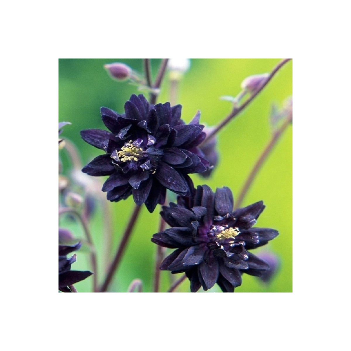 Orlíček plnokvětý černý - Aquilegia - prostokořenné sazenice - 1 ks