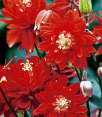 Orlíček plnokvětý červený - Aquilegia - prostokořenné sazenice - 1 ks