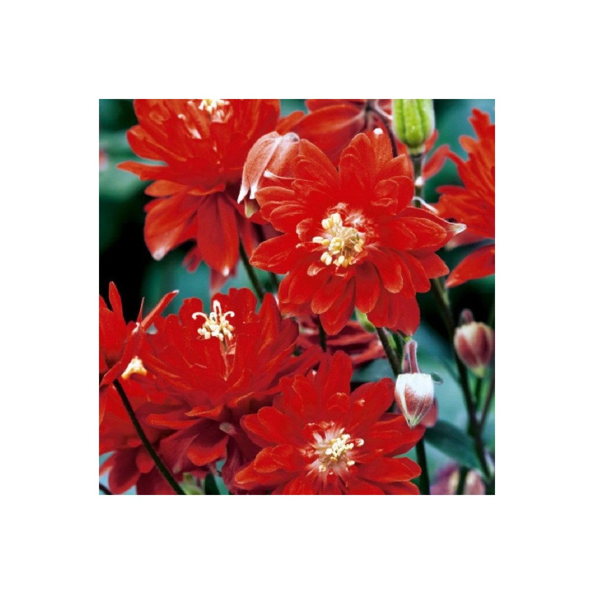 Orlíček plnokvětý červený - Aquilegia - prostokořenné sazenice - 1 ks