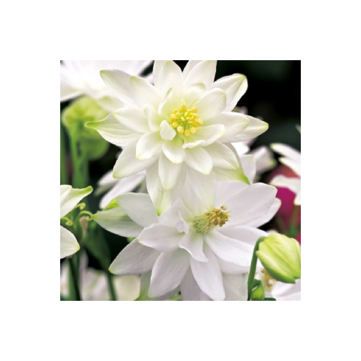 Orlíček plnokvětý bílý - Aquilegia - prostokořenné sazenice - 1 ks