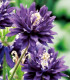 Orlíček plnokvětý modrý - Aquilegia - prostokořenné sazenice - 1 ks