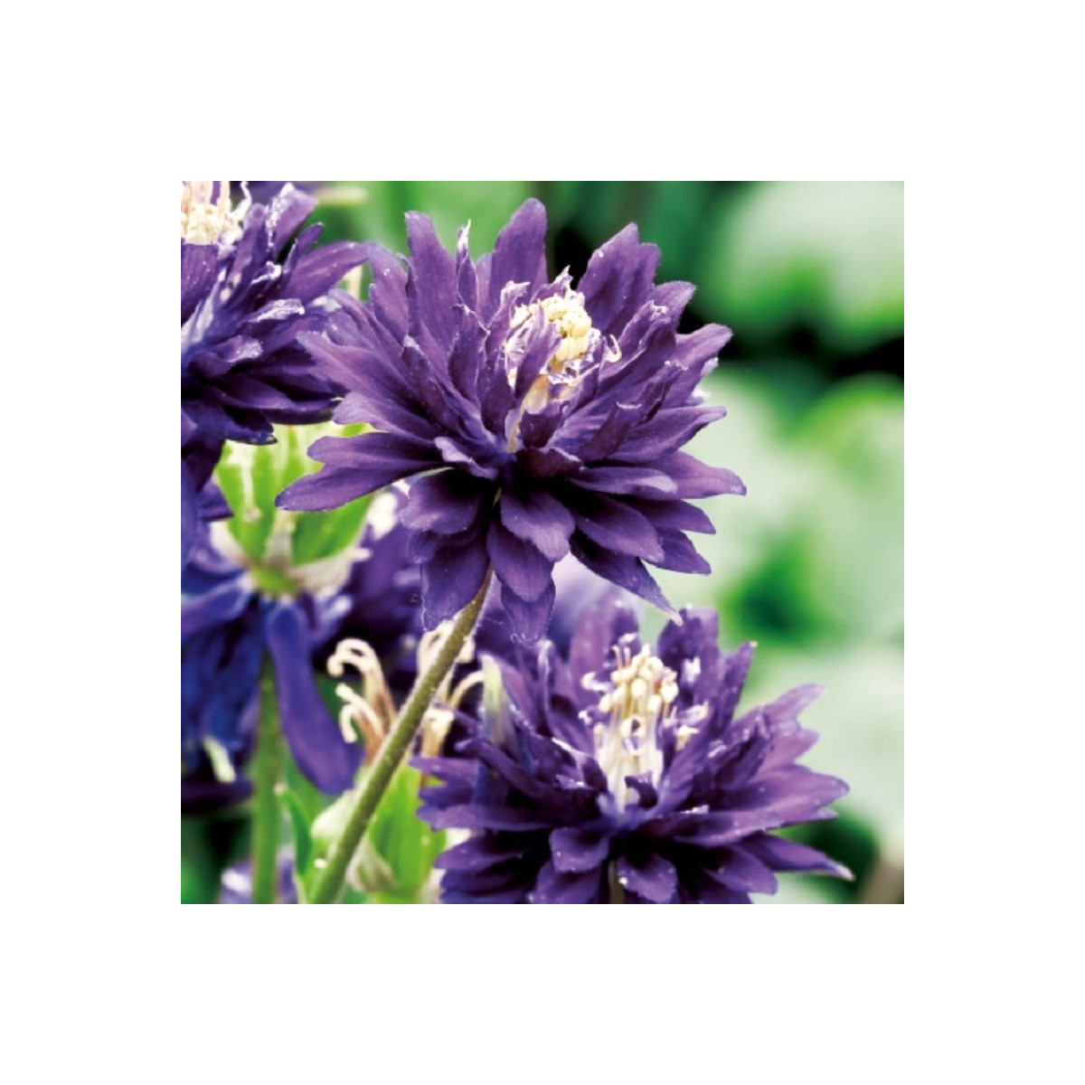 Orlíček plnokvětý modrý - Aquilegia - prostokořenné sazenice - 1 ks