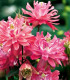 Orlíček plnokvětý růžový - Aquilegia - prostokořenné sazenice - 1 ks