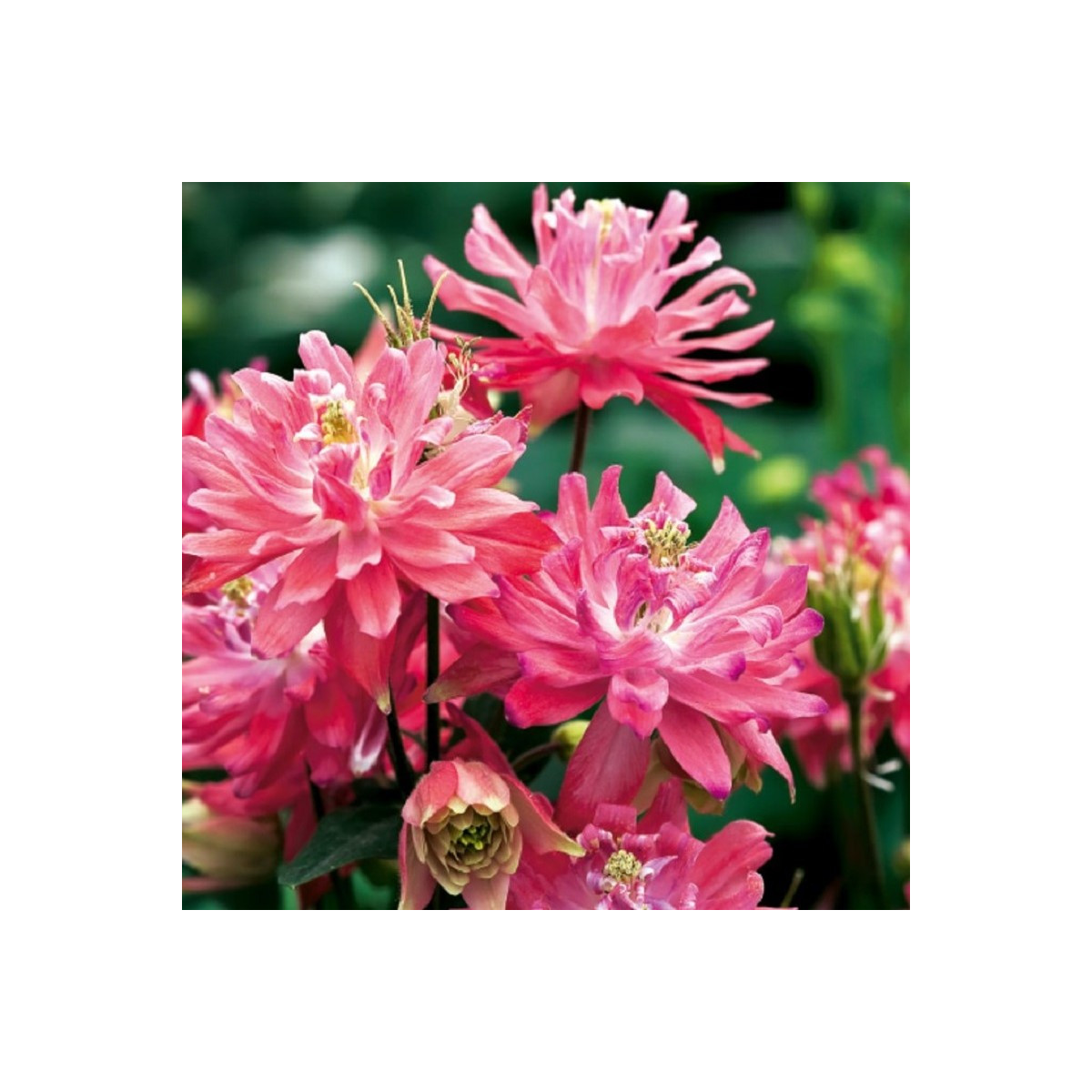 Orlíček plnokvětý růžový - Aquilegia - prostokořenné sazenice - 1 ks