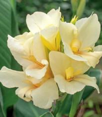 Dosna Puck - Canna - cibuloviny - 1 ks