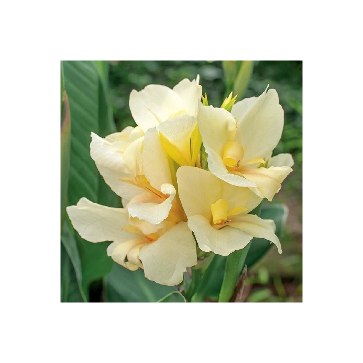 Dosna Puck - Canna - cibuloviny - 1 ks