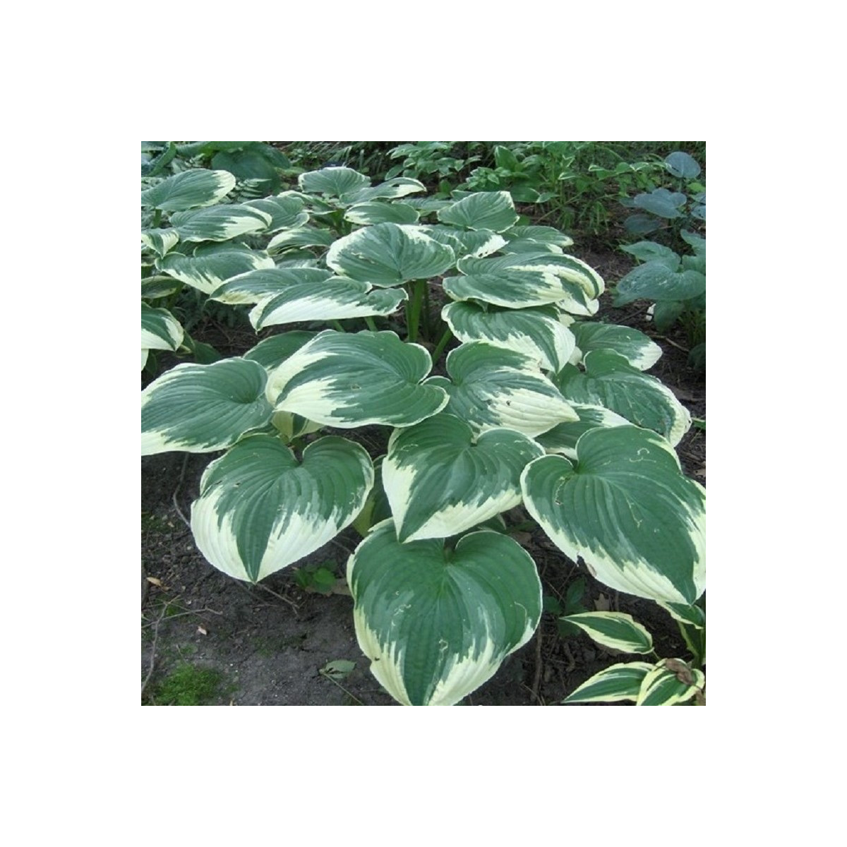 Funkie - Bohyška - Hosta Robert Frost - cibuloviny - 1 ks