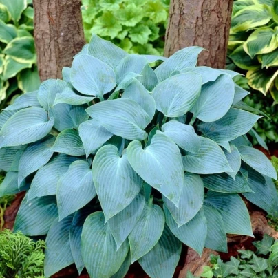 Funkie - Bohyška - Hosta Canadian Blue - cibuloviny - 1 ks
