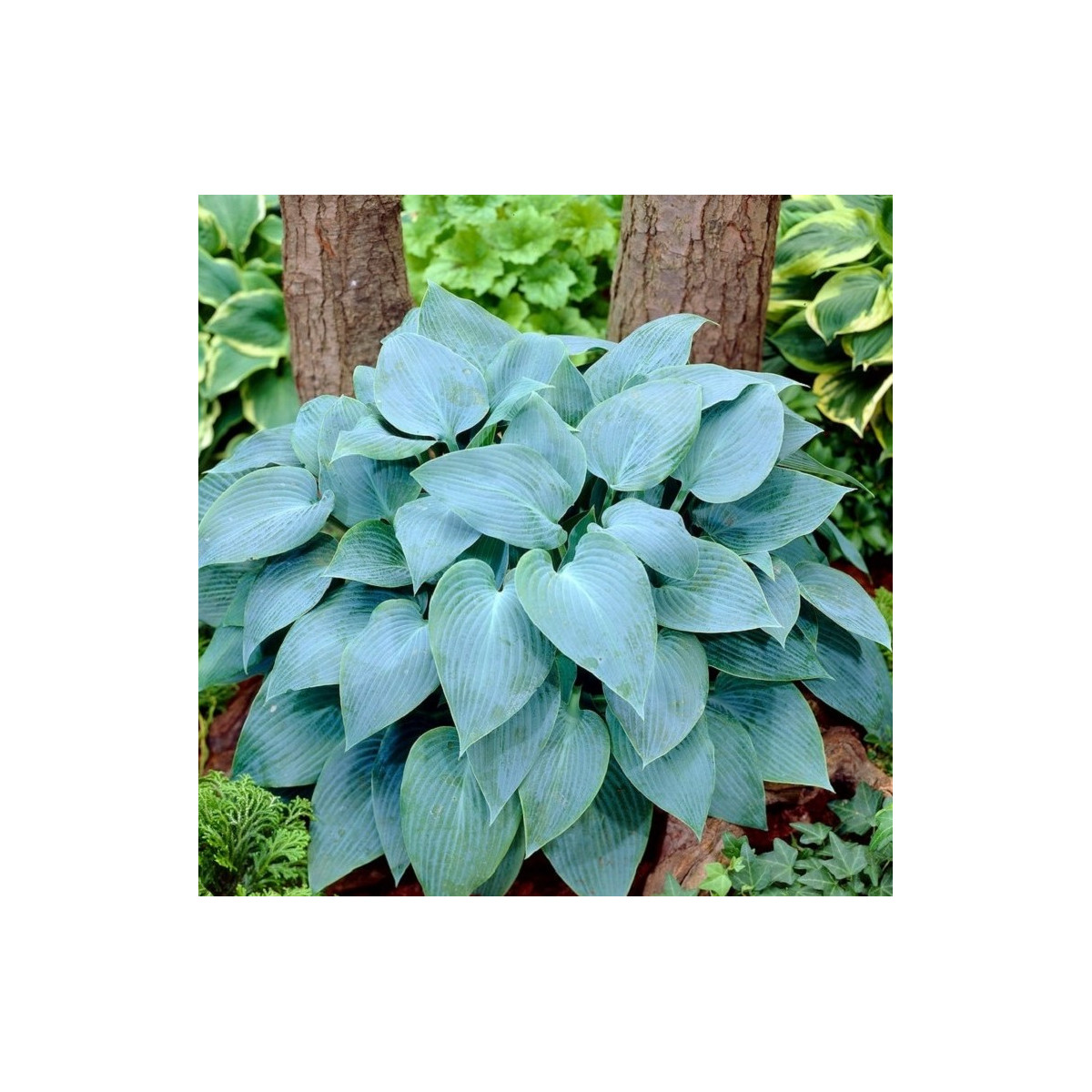 Funkie - Bohyška - Hosta Canadian Blue - cibuloviny - 1 ks