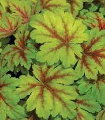 Dlužicha Dales Strain - Heuchera - prostokořenné sazenice - 1 ks