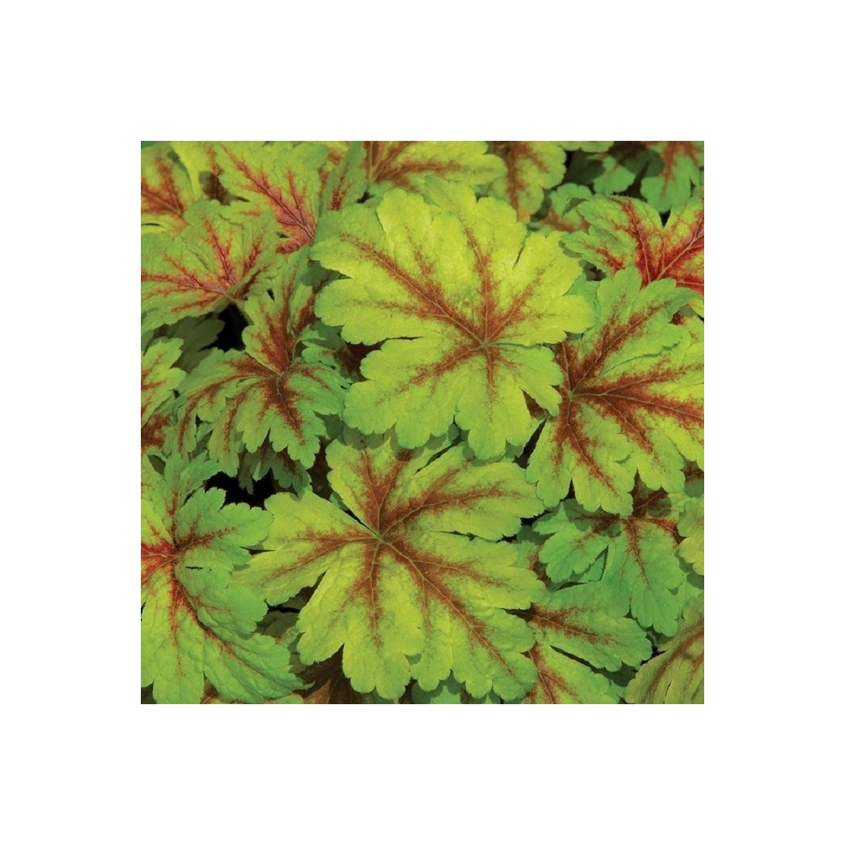 Dlužicha Dales Strain - Heuchera - prostokořenné sazenice - 1 ks