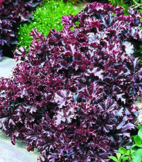 Dlužicha Melting Fire - Heuchera - semena - 15 ks