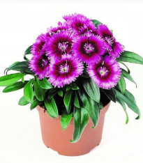 Hvozdík Chiba Purple Picotee F1 - Dianthus interspecific - semena - 18 ks
