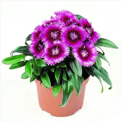 Hvozdík Chiba Purple Picotee F1 - Dianthus interspecific - semena - 18 ks