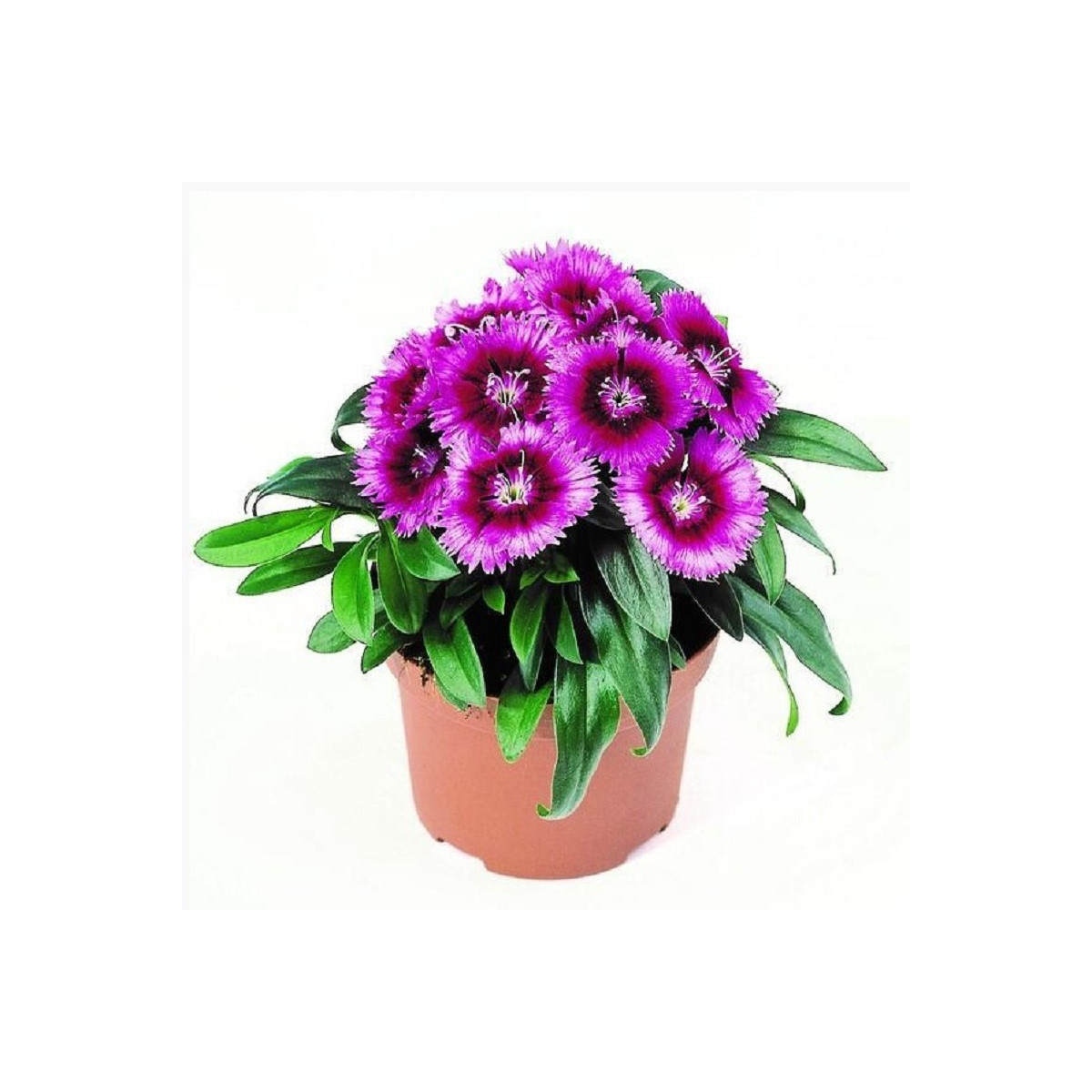 Hvozdík Chiba Purple Picotee F1 - Dianthus interspecific - semena - 18 ks
