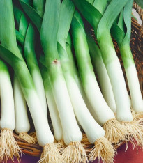 Semena póru – Pór Odrín F1 – Allium porrum