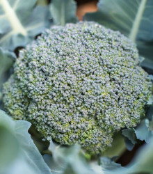 BIO Brokolice Rasmus KS - Brassica oleracea L. - bio semena - 20 ks