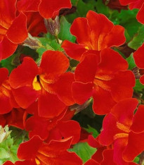 Kejklířka Magic Red - Mimulus hybridus - semena - 30 ks