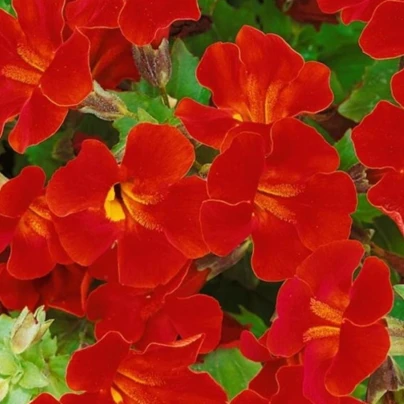 Kejklířka Magic Red - Mimulus hybridus - semena - 30 ks
