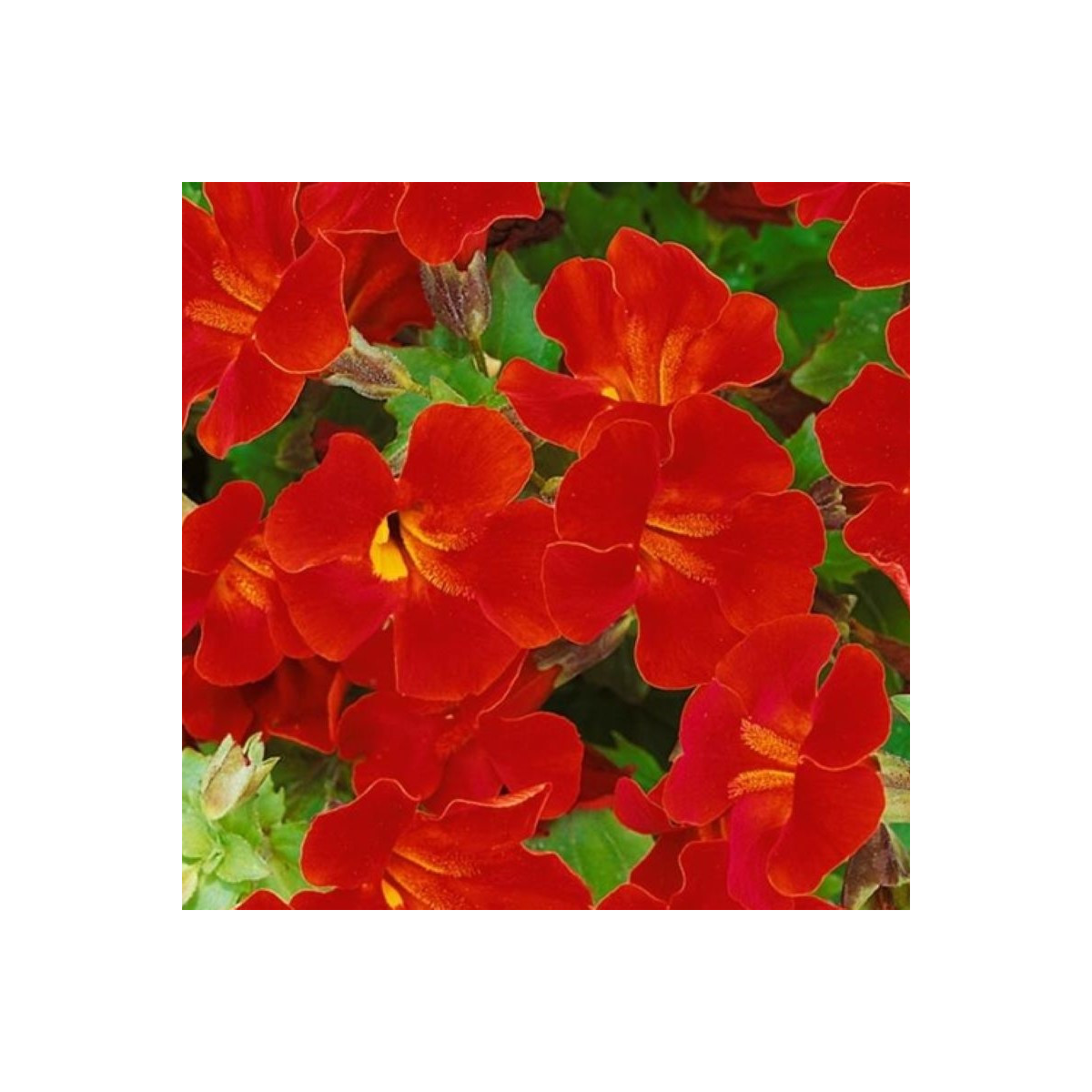 Kejklířka Magic Red - Mimulus hybridus - semena - 30 ks