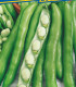 Bob obecný Perla - Vicia faba - semena - 20 ks