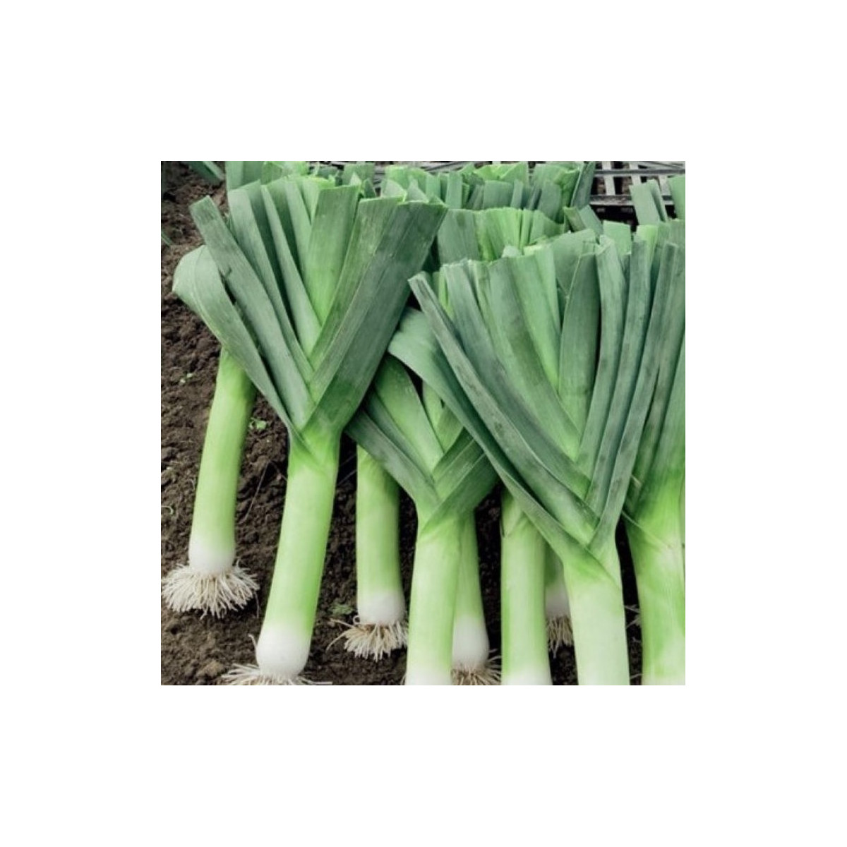 Pór Herbstriesen 2 - Allium porrum - semena - 200 ks