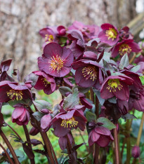 Čemeřice nachová - Helleborus purpurascens - prostokořenné sazenice - 1 ks