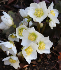 Čemeřice bílá - Helleborus niger - prostokořenné sazenice - 1 ks