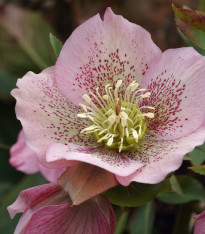 Čemeřice východní - Helleborus orientalis - prostokořenné sazenice - 1 ks