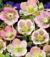 Čemeřice východní - Helleborus orientalis - prostokořenné sazenice - 1 ks