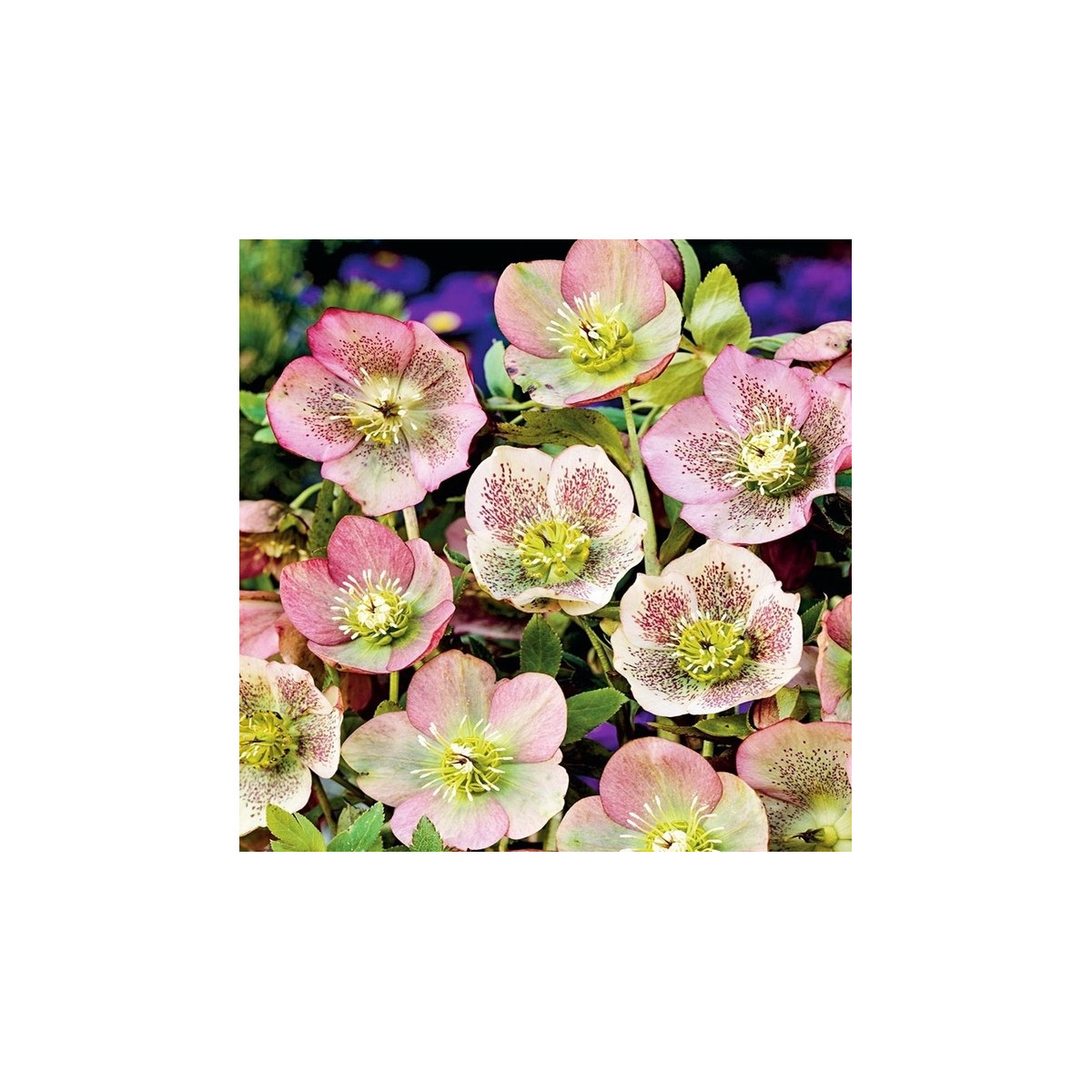 Čemeřice východní - Helleborus orientalis - prostokořenné sazenice - 1 ks