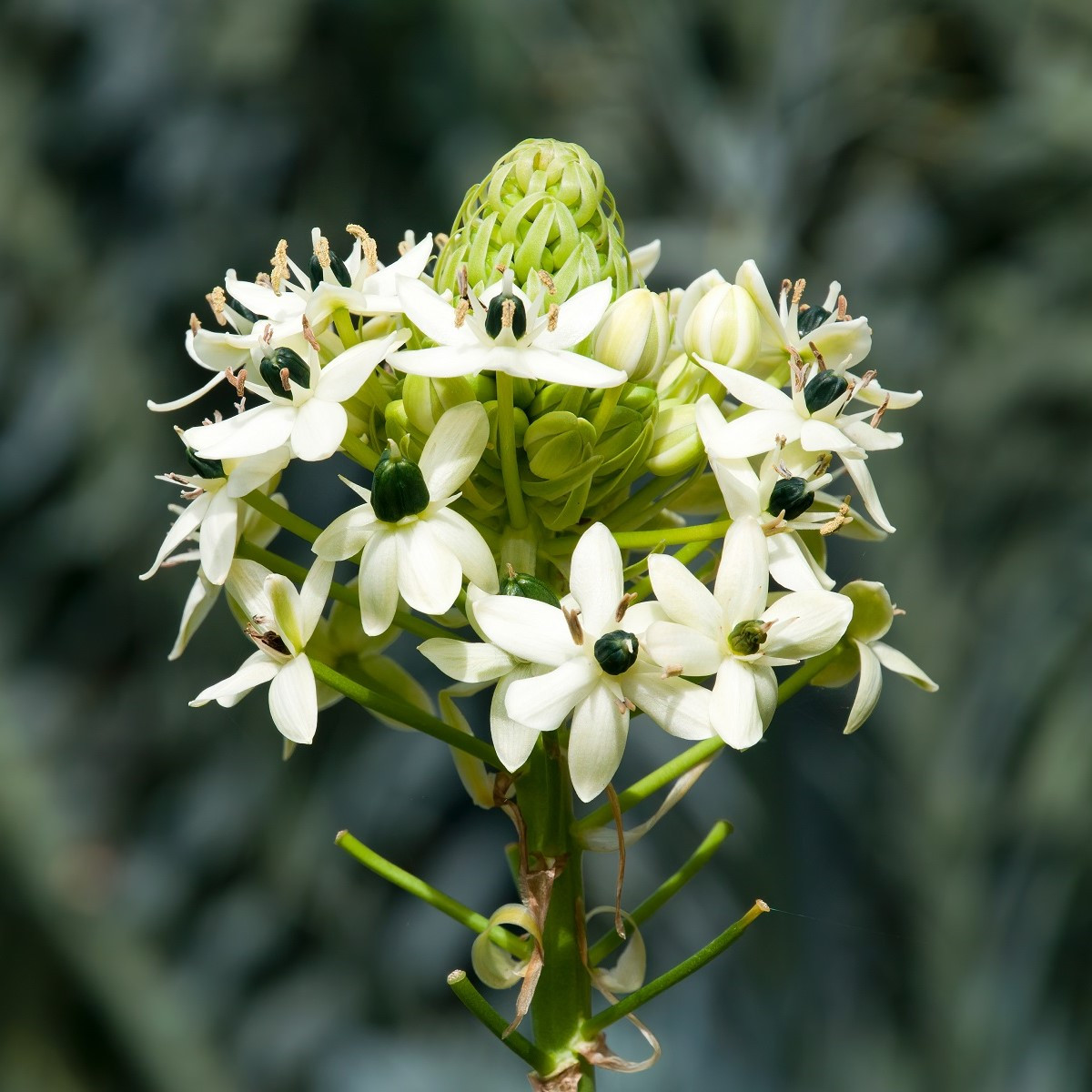 Snědek Saundersův - Ornithogalum saundersiae - cibuloviny - 1 ks