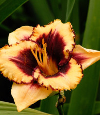 Denivka Eye on America - Hemerocallis - cibuloviny - 1 ks
