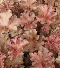 Dlužicha Cappuccino - Heuchera - prostokořenné sazenice - 1 ks