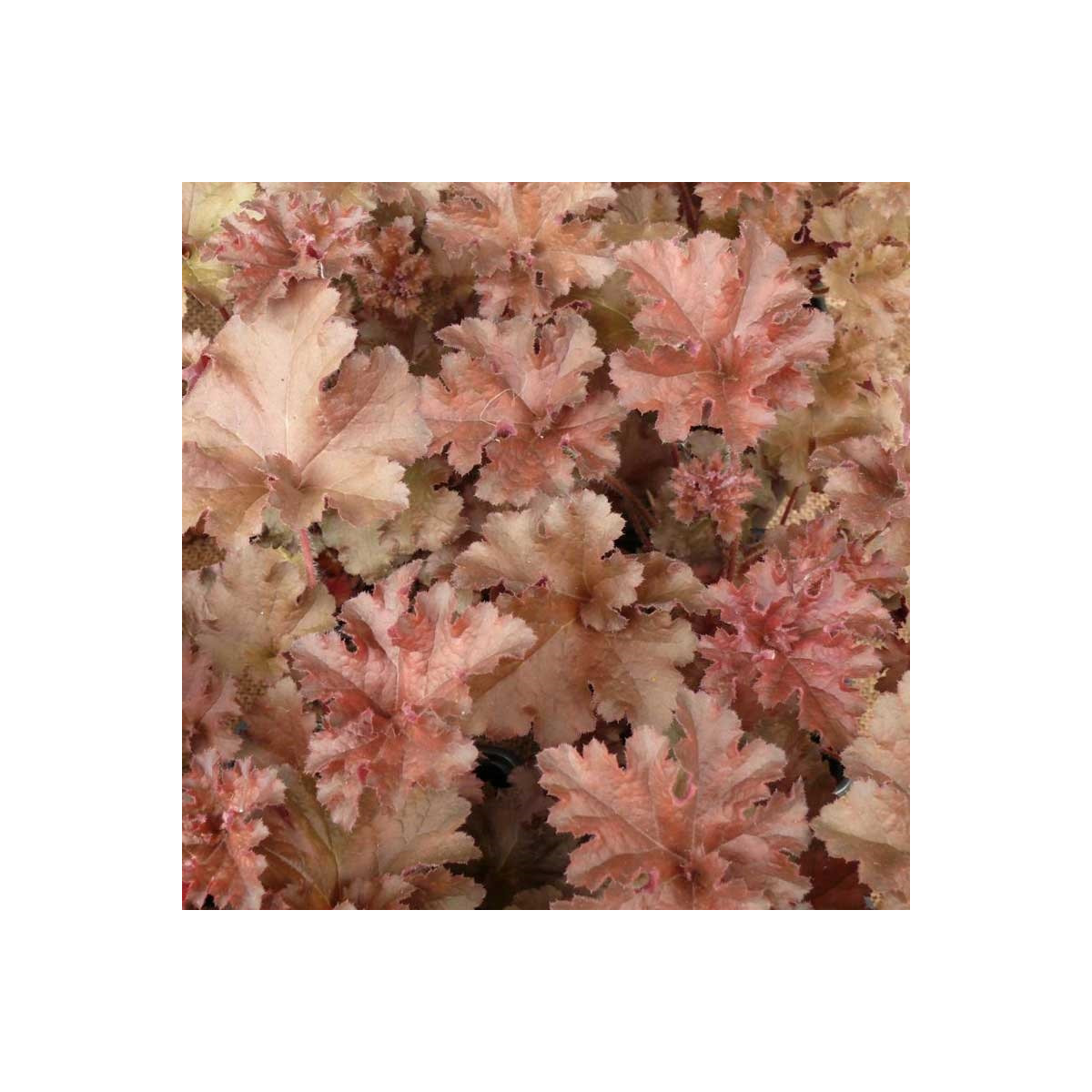 Dlužicha Cappuccino - Heuchera - prostokořenné sazenice - 1 ks