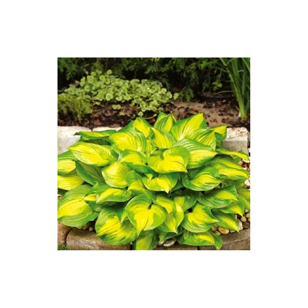 Funkie - Bohyška - Hosta Banana Bay - cibuloviny - 1 ks