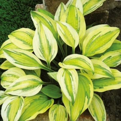 Funkie - Bohyška - Hosta Captains Adventure - cibuloviny - 1 ks