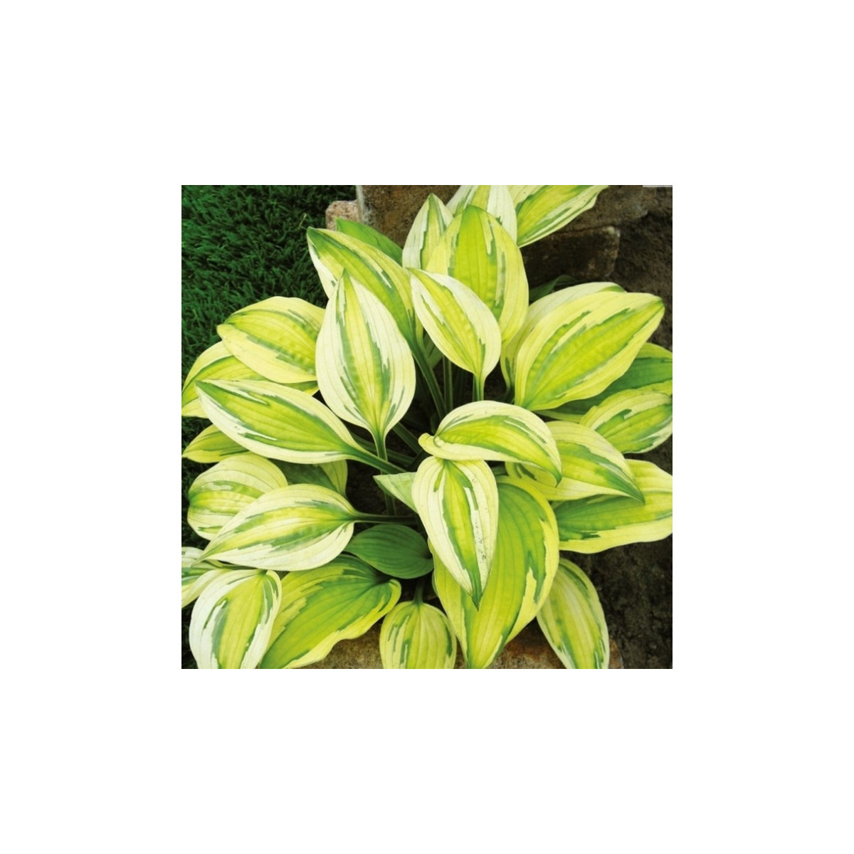 Funkie - Bohyška - Hosta Captains Adventure - cibuloviny - 1 ks