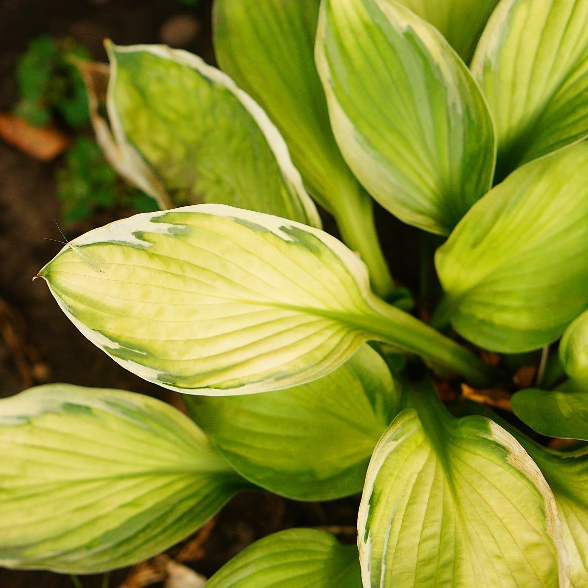 Funkie - Bohyška - Hosta Captains Adventure - cibuloviny - 1 ks