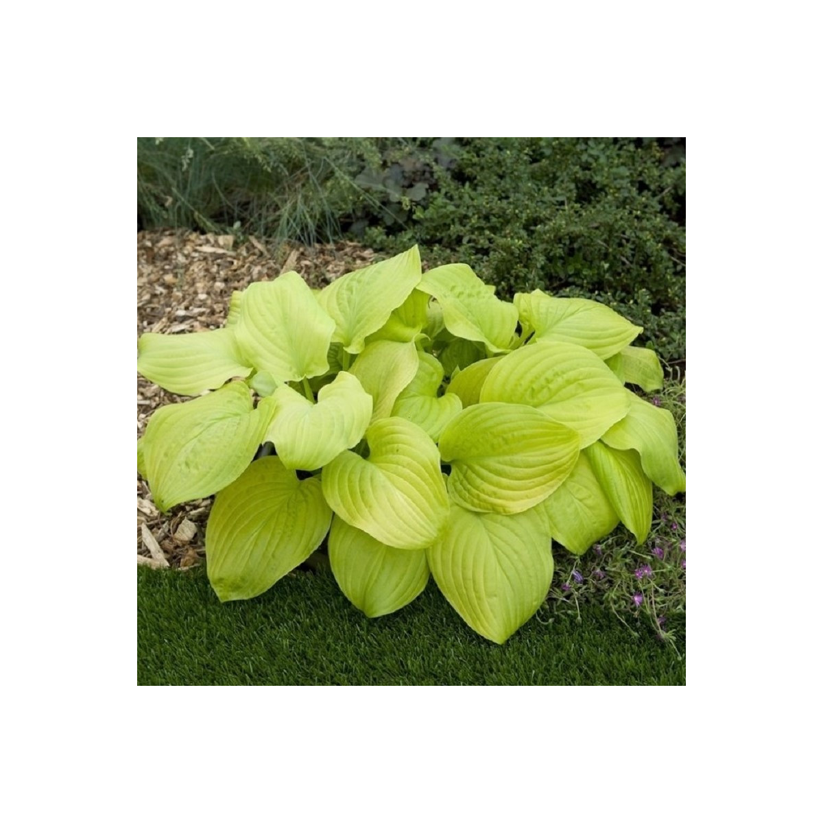 Funkie - Bohyška - Hosta Tortilla Chip - cibuloviny - 1 ks