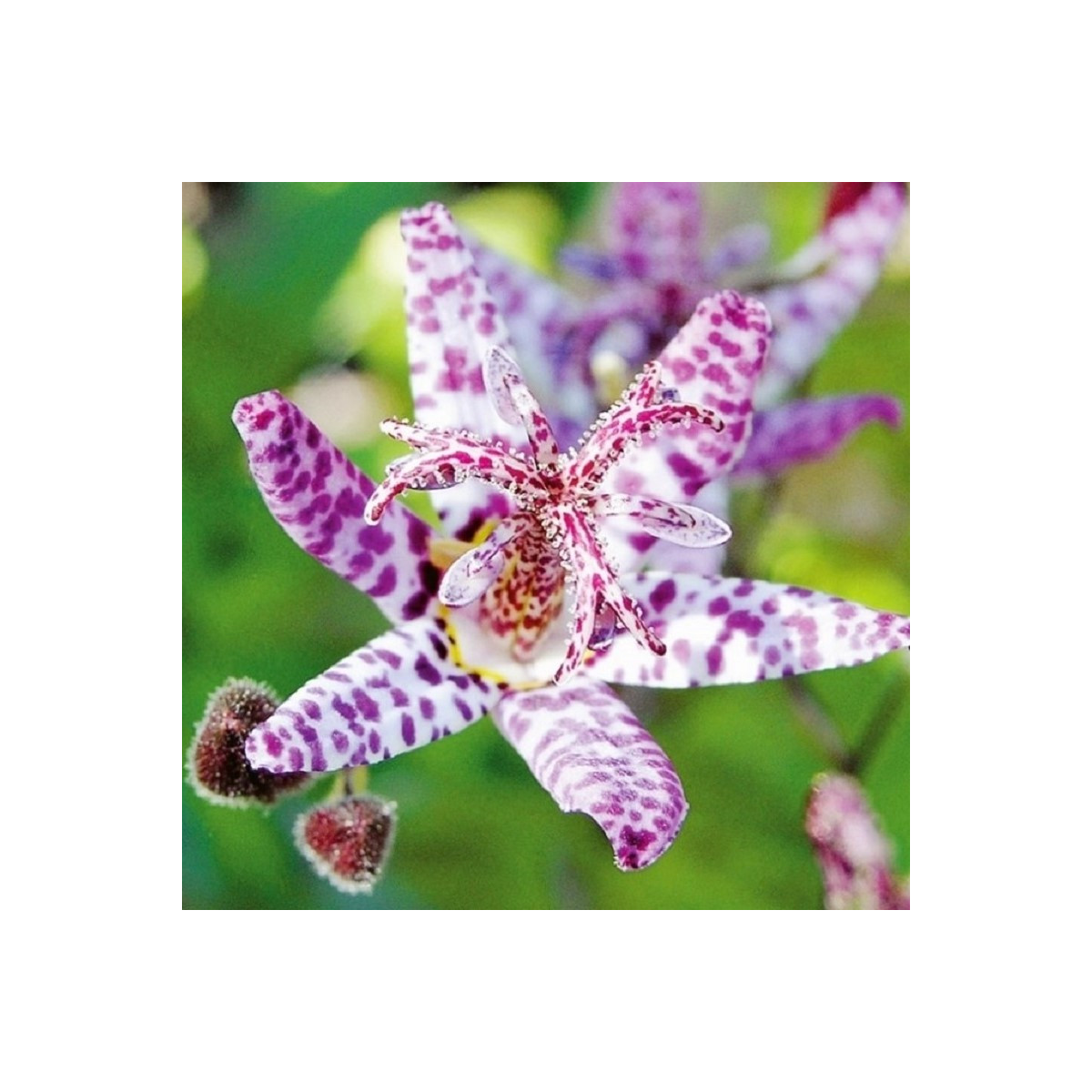 Liliovka Dark Beauty - Tricytris formosana - prostokořenné sazenice - 1 ks