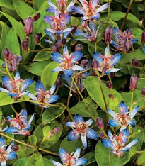 Liliovka srstnatá Tojen - Tricyrtis hirta - prostokořenné sazenice - 1 ks