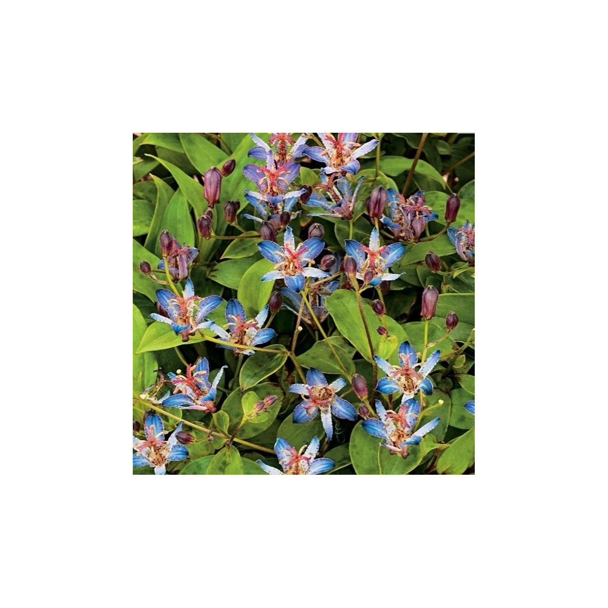 Liliovka srstnatá Tojen - Tricyrtis hirta - prostokořenné sazenice - 1 ks